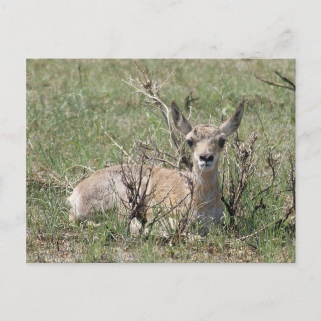 Cartão Postal Bebê Antilope A7 Cabeça Levantada (Frente)