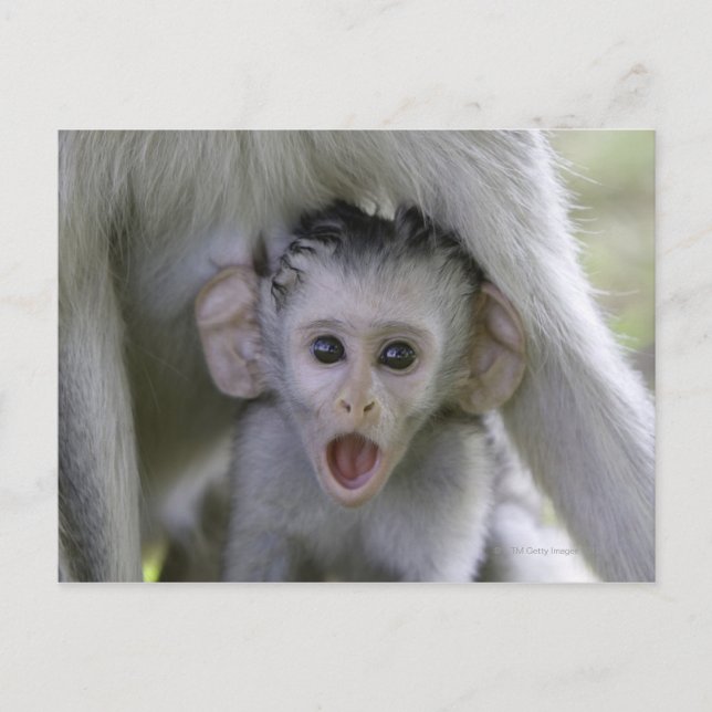 Cartão Postal Bebê babuíno debaixo da mãe (Frente)