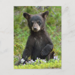 Cartão Postal Bebê Black Bear
