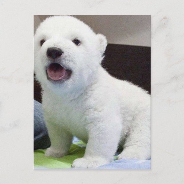 Cartão Postal bebê bonito polarbear (Frente)