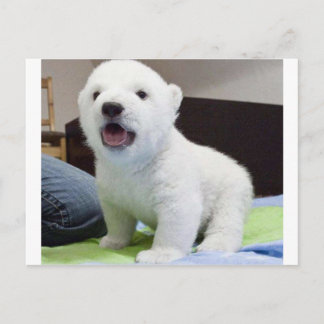 Cartão Postal bebê bonito polarbear