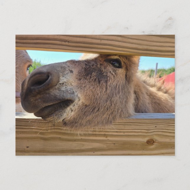Cartão Postal Bebê-burro (Frente)