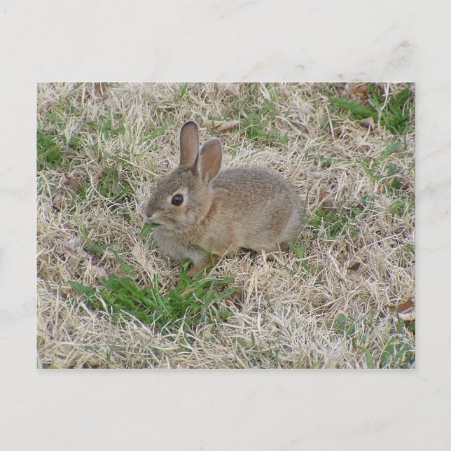 Cartão Postal Bebê Coelho Mascando (Frente)