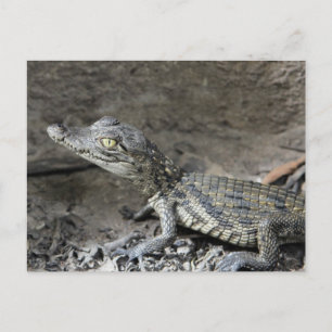 Cartão Postal Bebê crocodilo-anão