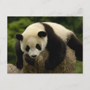 Cartão Postal Bebê da panda gigante (melanoleuca do Ailuropoda)