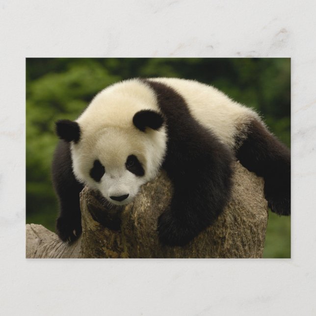 Cartão Postal Bebê da panda gigante (melanoleuca do Ailuropoda) (Frente)