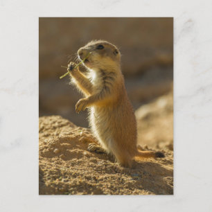 Cartão Postal Bebê de cão da pradaria comendo, Arizona