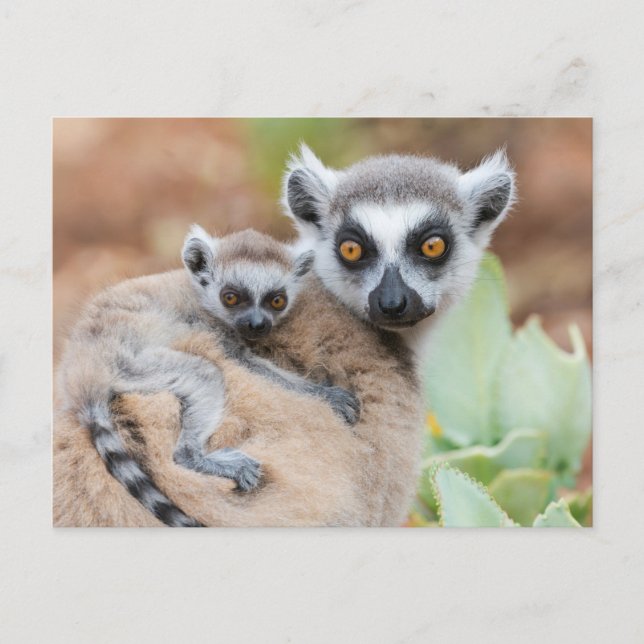 Cartão Postal Bebê de Lemur de Altura Ring nas costas da mãe (Frente)