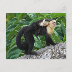 Cartão Postal Bebê De Macaco Com Capuchim Adulto Nas Costas
