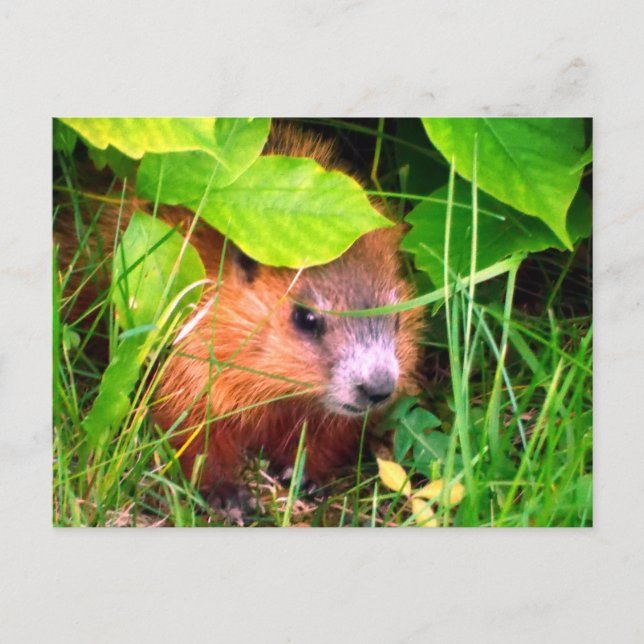 Cartão Postal Bebê de Marmota Fofo Canadá (Frente)