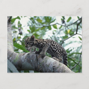 Cartão Postal Bebê de ocelote subindo em árvore