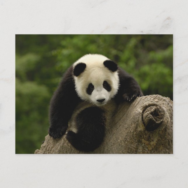 Cartão Postal Bebê de panda gigante (Frente)