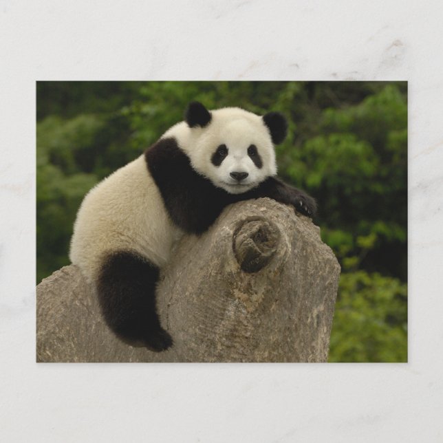 Cartão Postal bebê de panda gigante (Frente)