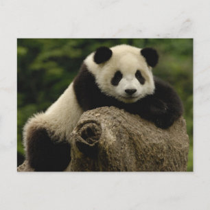 Cartão Postal bebê de panda gigante (Ailuropoda melanoleuca)