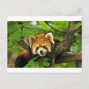 Cartão Postal Bebê de Panda Vermelho