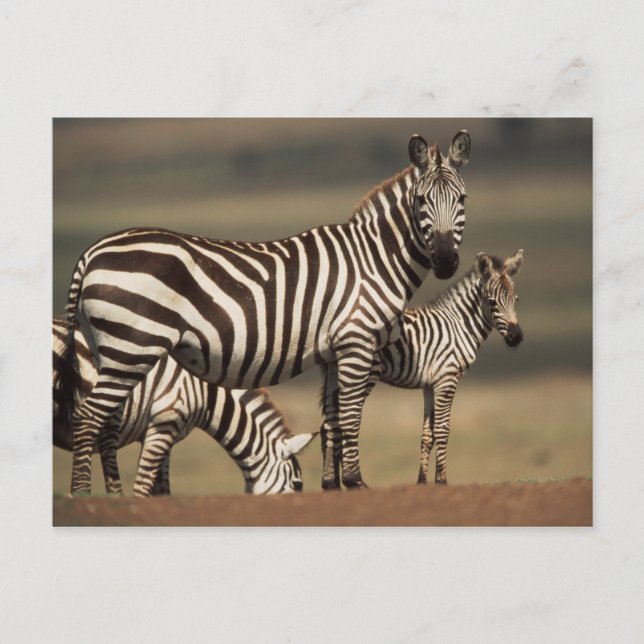 Cartão Postal Bebê de zebra-de-burchell com a mãe (Frente)