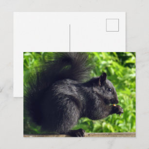 Cartão Postal Bebê Esquilo Preto Fofo Comendo Sementes na Nature