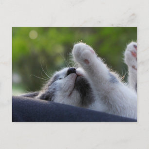 Cartão Postal Bebê Gato Adormecido Fofo