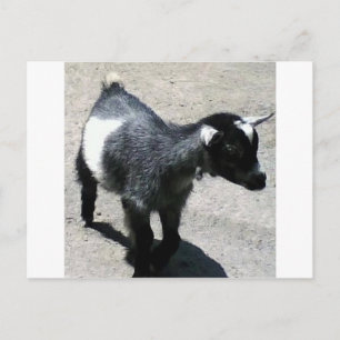 Cartão Postal Bebê goat na imagem do zoológico