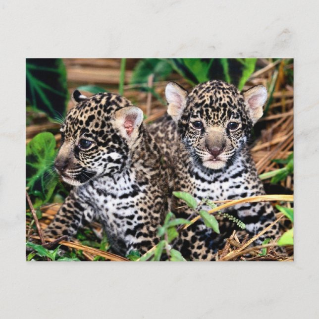 Cartão Postal Bebê Jaguar Cubs (Frente)