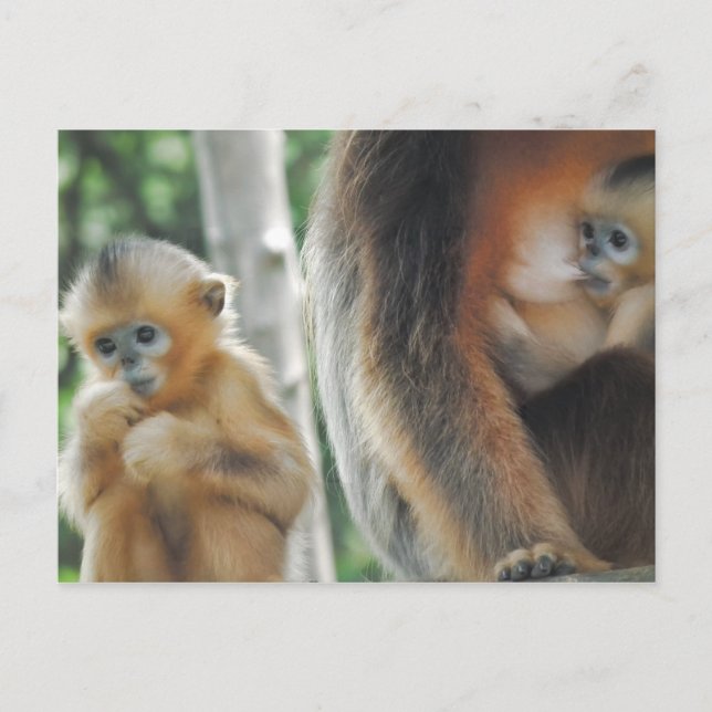 Cartão Postal Bebê macaco com mãe (Frente)