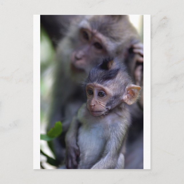 Cartão Postal Bebê macaco macaque fofo (Frente)