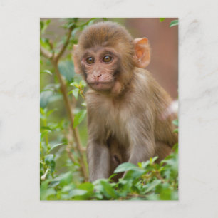 Cartão Postal Bebê Macaco Rhesus, Templo do Macaco, Jaipur