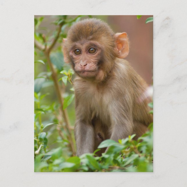 Cartão Postal Bebê Macaco Rhesus, Templo do Macaco, Jaipur (Frente)