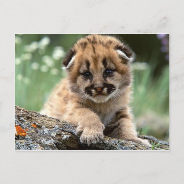 Cartão Postal Bebê Montanha Lion Cub (Frente)