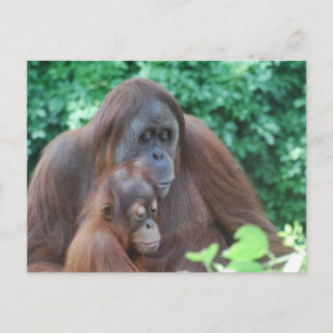 Cartão Postal Bebê Orangutan com cartão-postal da mãe
