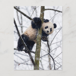 Cartão Postal Bebê Panda na Árvore
