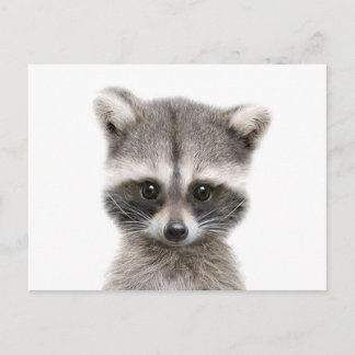 Cartão Postal bebê raccoon dizendo oi.
