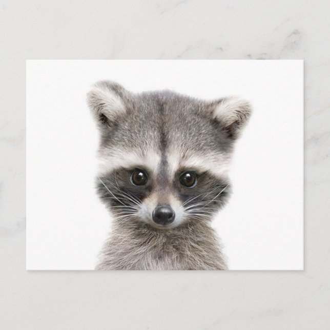 Cartão Postal bebê raccoon dizendo oi. (Frente)