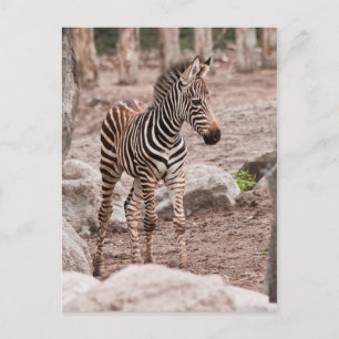 Cartão Postal Bebê-zebra