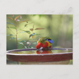 Cartão Postal Bebendo australiano de Rosella Oriental