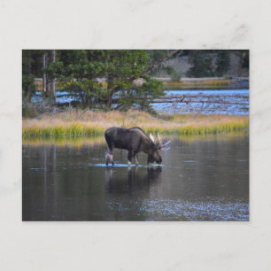 Cartão Postal Bebendo Bull Moose em Sprague Lake, Colorado