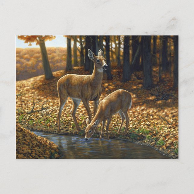 Cartão Postal Bebendo Whitetail Doe e Fawn de um Stream (Frente)