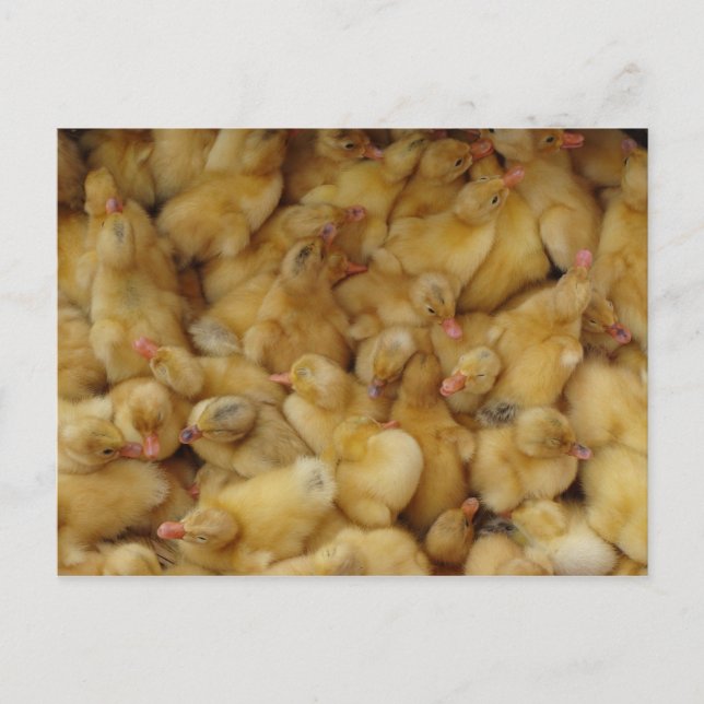 Cartão Postal Bebês à venda (Frente)