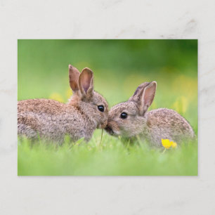 Cartão Postal Bebês Animais Mais Fofos Beijo de Coelho