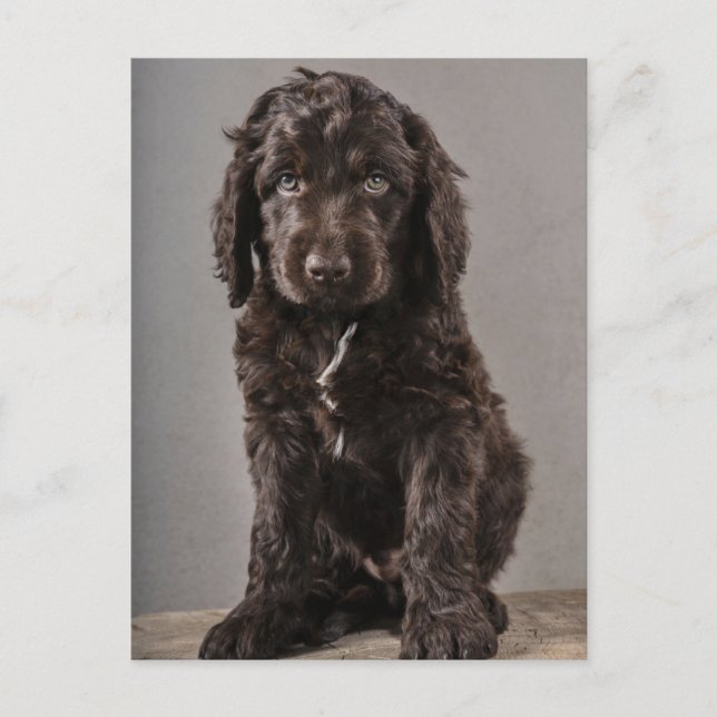 Cartão Postal Bebês Animais Mais Fofos | Cachorrinho Cockapoo (Frente)