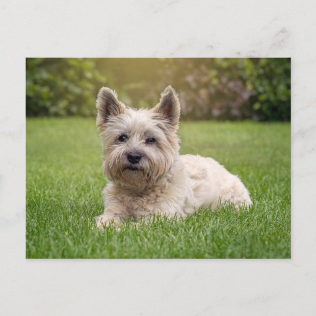 Cartão Postal Bebês Animais Mais Fofos | Cachorro Cairn Terrier (Frente)