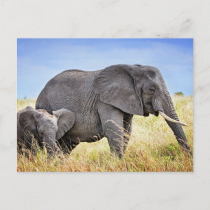 Cartão Postal Bebês Animais Mais Fofos   Elefante Africano e Mãe