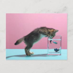 Cartão Postal Bebês Animais Mais Fofos   Gatinho Olhando Aquário