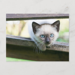 Cartão Postal Bebês Animais Mais Fofos Gatinho Siamês 2