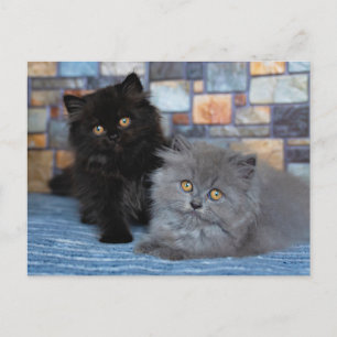 Cartão Postal Bebês Animais Mais Fofos Gatinhos Persas no Cobe