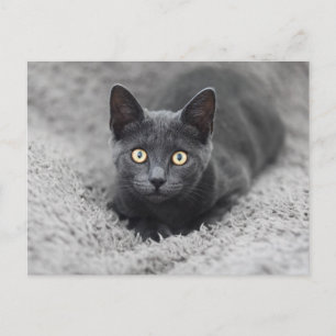 Cartão Postal Bebês Animais Mais Fofos Gato Cinza