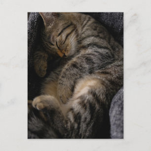 Cartão Postal Bebês Animais Mais Fofos Gato Tabby Dormindo