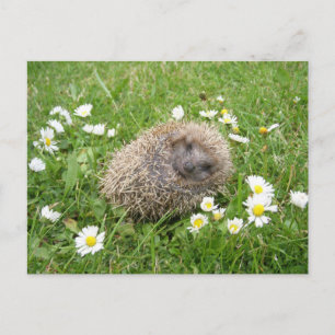 Cartão Postal Bebês Animais Mais Fofos   Ouriço-Cacheiro Ibérico
