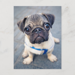 Cartão Postal Bebês Animais Mais Fofos   Pug Bebê