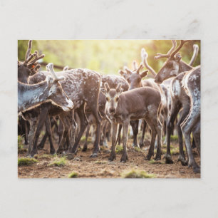 Cartão Postal Bebês Animais Mais Fofos   Rena Svalbard